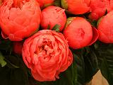 Paeony Red-pink 